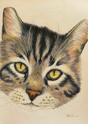 Kitten, colored pencil on paper