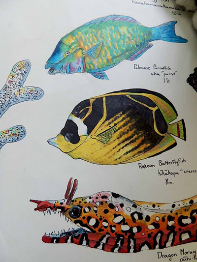 Biological illustration, Hawaiian fish, pen and markers on paper