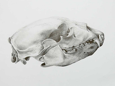 Biological illustration, bear skull, pencil on paper